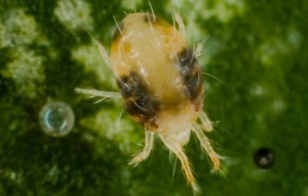 Acarien jaune sur fruitiers : attention aux fortes populations en été