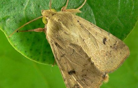 Noctuelles défoliatrices sur fraisiers : succession de générations à surveiller de près
